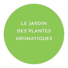 plantes aromatiques